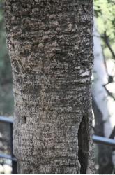 Tree Bark